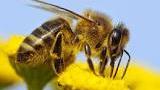 Bienen-Bild